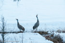 In the evening, Millie and Roy unison call on the nest territory before they fly across the valley to sleep.