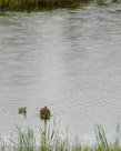 Nearing the shore. The pond is 25 feet deep.