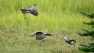 Millie in middle of Run-Jump-Glide toward Roy and Pi