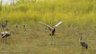 Roy seizes and throws a mass of rusty-brown tundra.