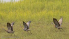 This family takeoff on Aug 16  is nicely synchronized (1st image of 3).