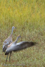 Pi spreads his wings and runs in preflight practice on July 27.