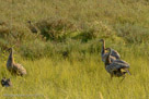 Family slightly ruffles their feathers and partly raises their wings to face the Great-horned Owl threat.