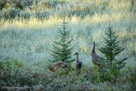 Morning in late August after a heavy frost.