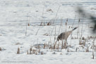 Roy pulls on cattail stalk, the first signal that he is  nest-building, on May 10, 2 days post-arrival.