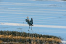 Roy turns to his right as he nears the marshy edge of the pond.