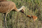 FEEDING - Pi  (2 day-old) takes berry from Millie