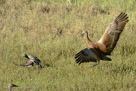 PROTECTIVE DAD - Roy chases a mallard from PI's vicinity.