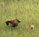 PI DANCES WITH MOM - Face-off with wings horizontal. (sequence, 2nd of 5)