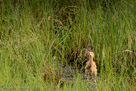 GOING…At 7:10 PM on his 12th day, Pi tries to track a dragonfly. (1st of 3)